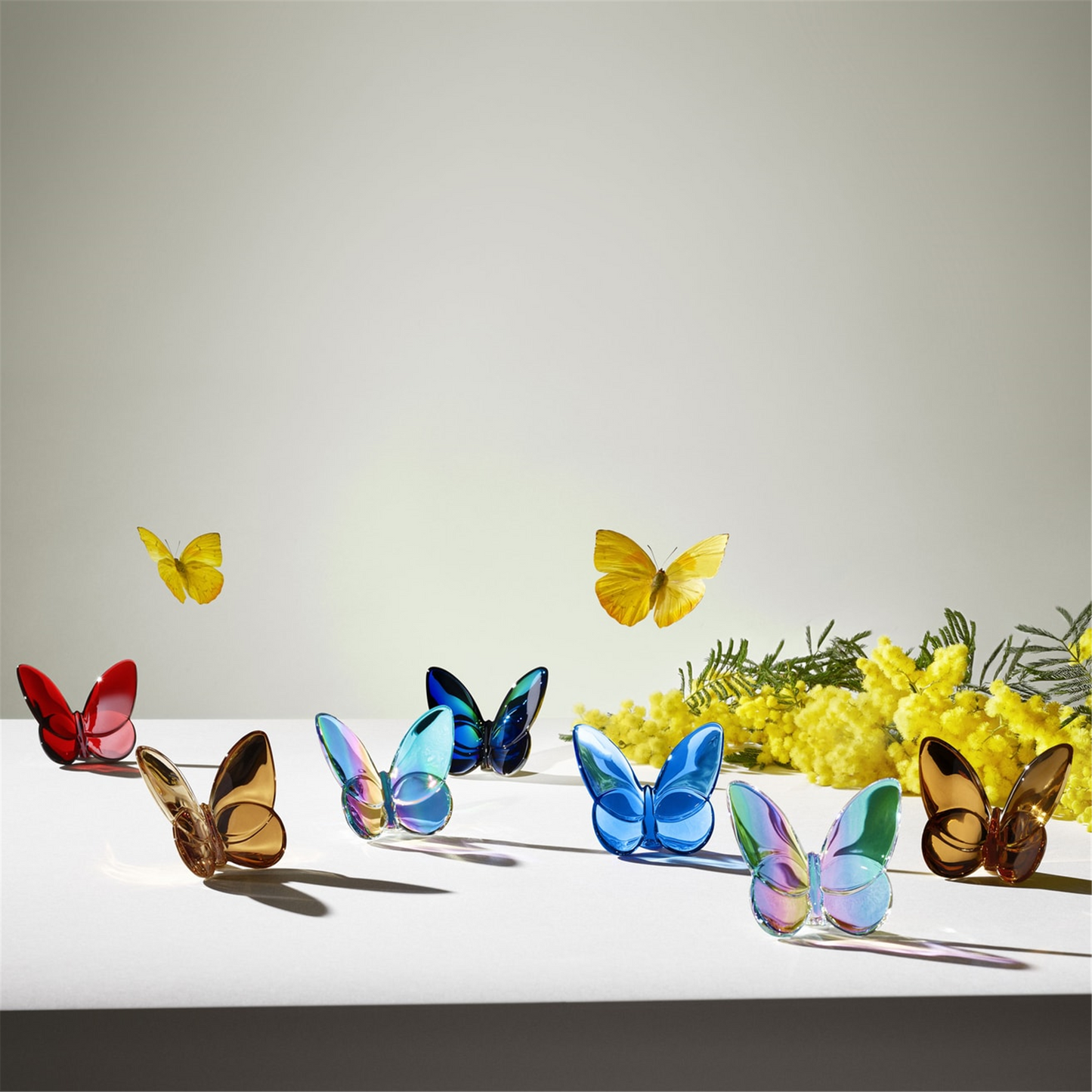 Baccarat Lucky Butterfly in Black